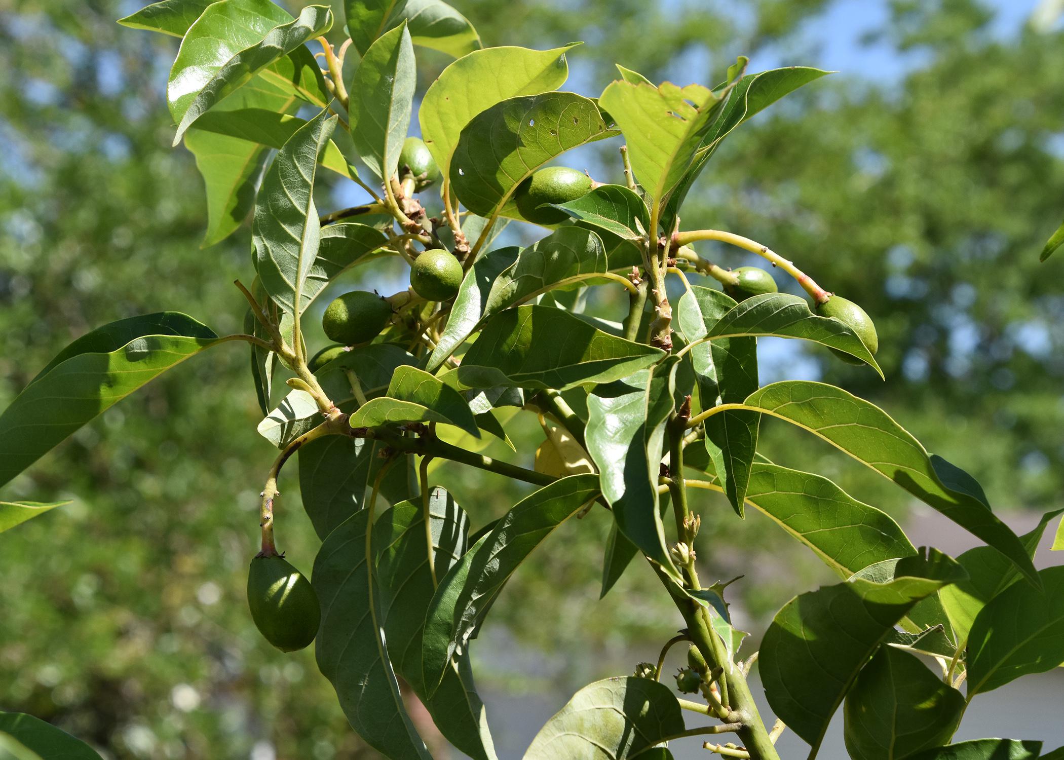 A small branch with green leaves has several small, green avacados growing from it.