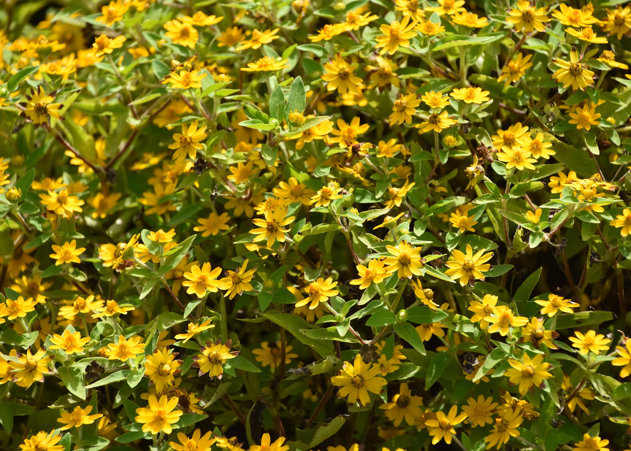 A green bush is covered in scores of yellow blooms.