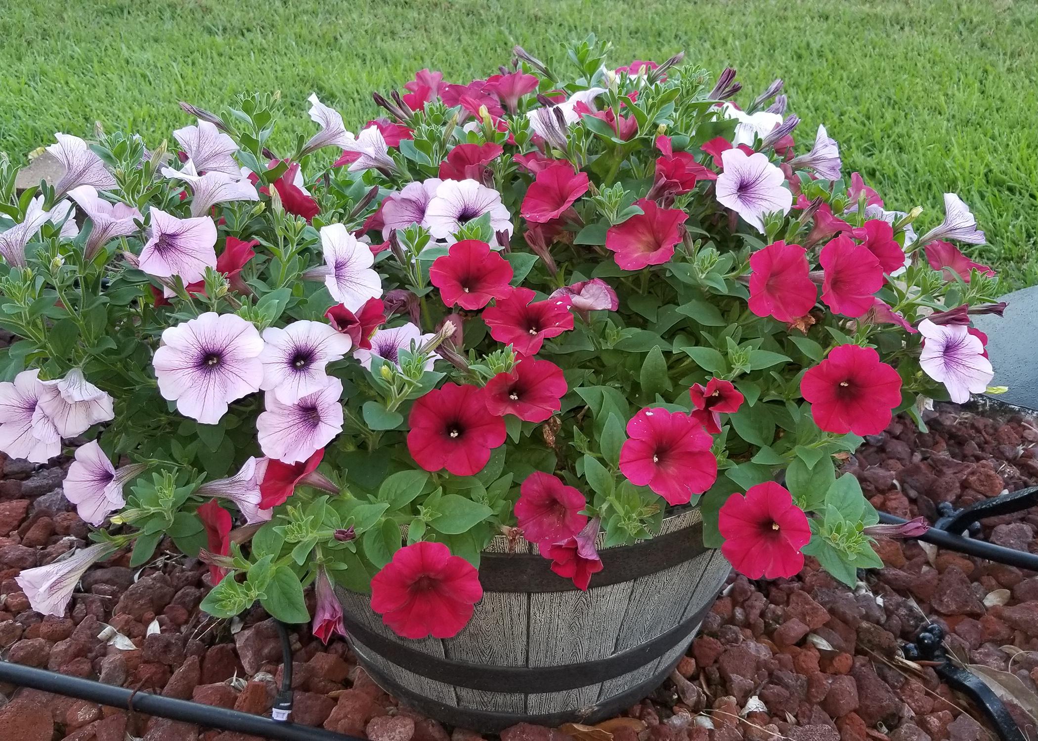Red and white flowers with purple centers cover a plant growing from a wooden barrel.