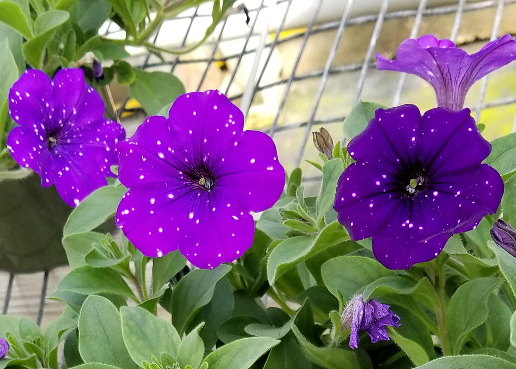 Individual purple flowers rise above the greenery placed on an open-grid surface.