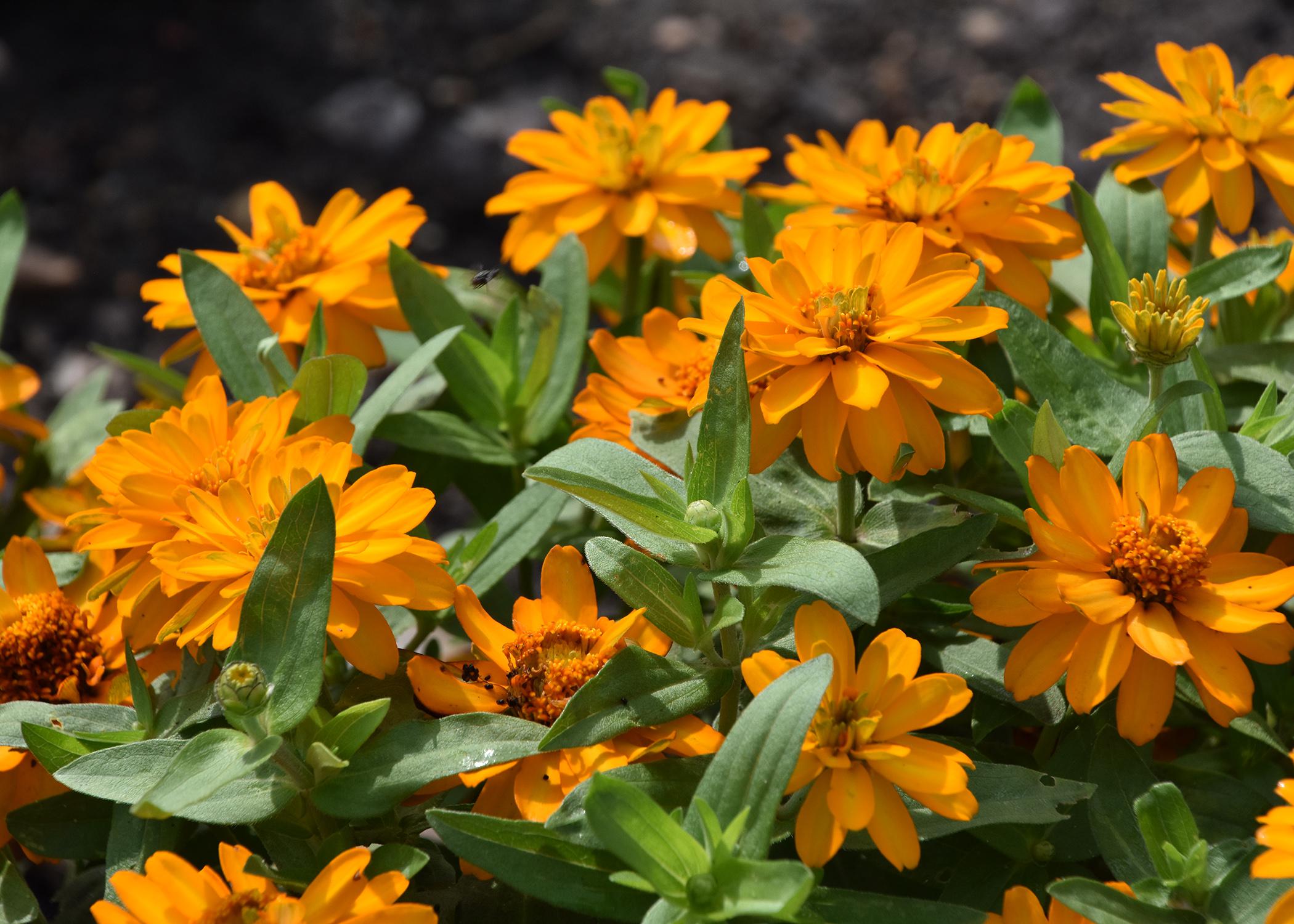 Orange blooms cover the top of a green plant.