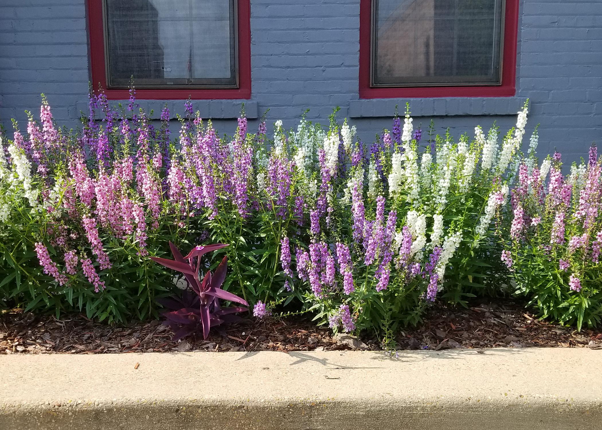 Dozens of white and purple flower stalks rise from a stand of green plants in a cement planter.