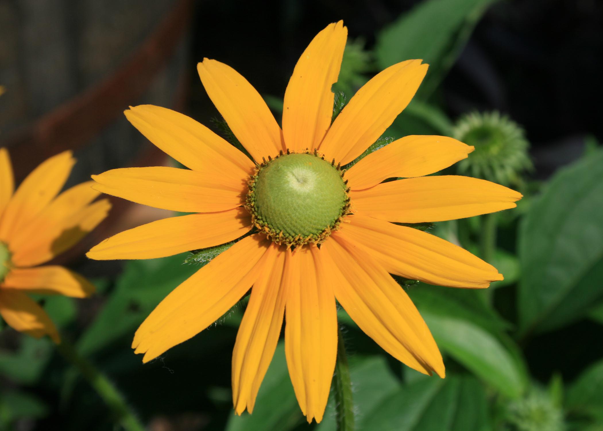 A single flower with yellow petals and a green center blooms above green foliage.