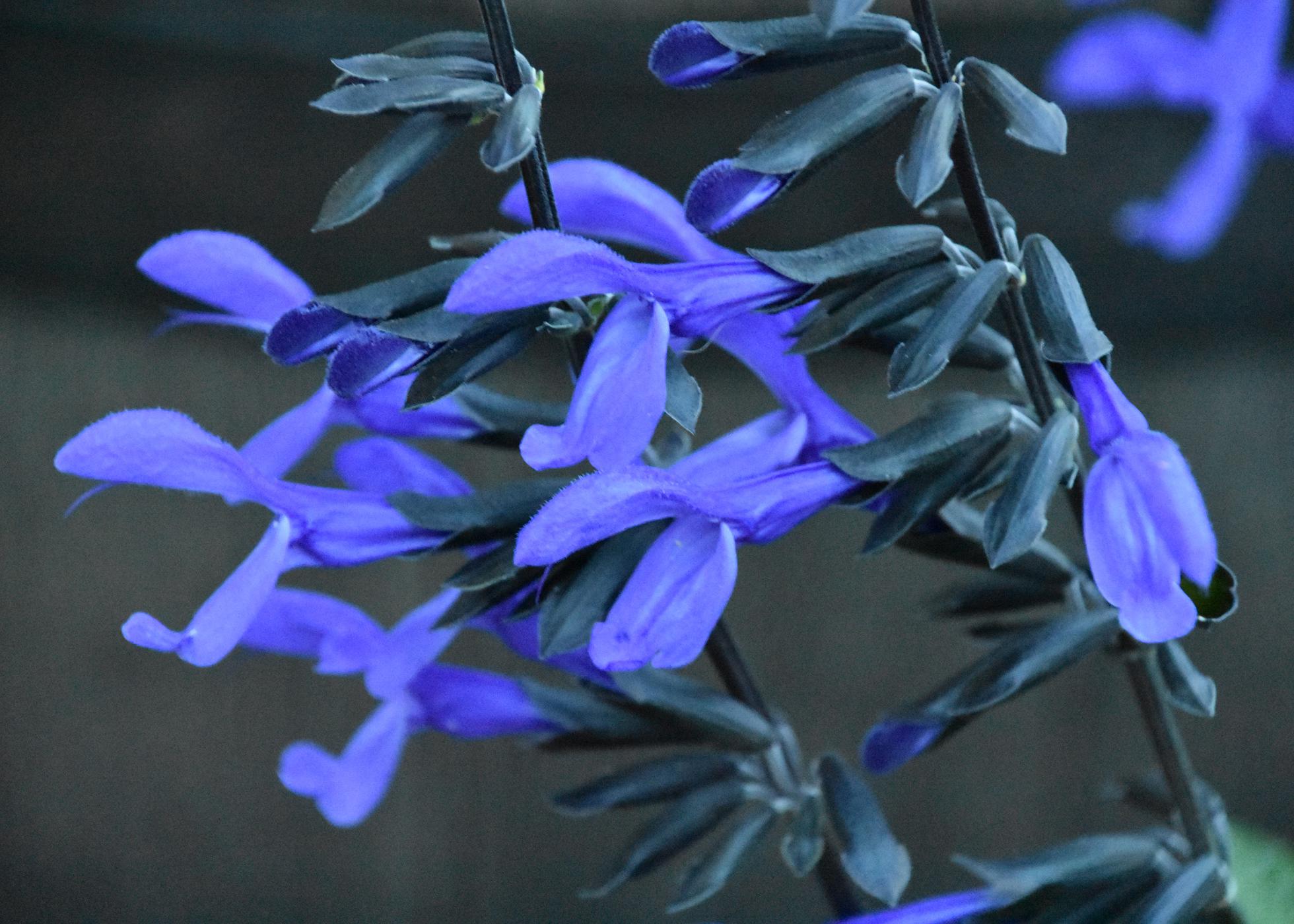 Delicate, funnel-shaped blue flowers line the upright stalks of a plant.