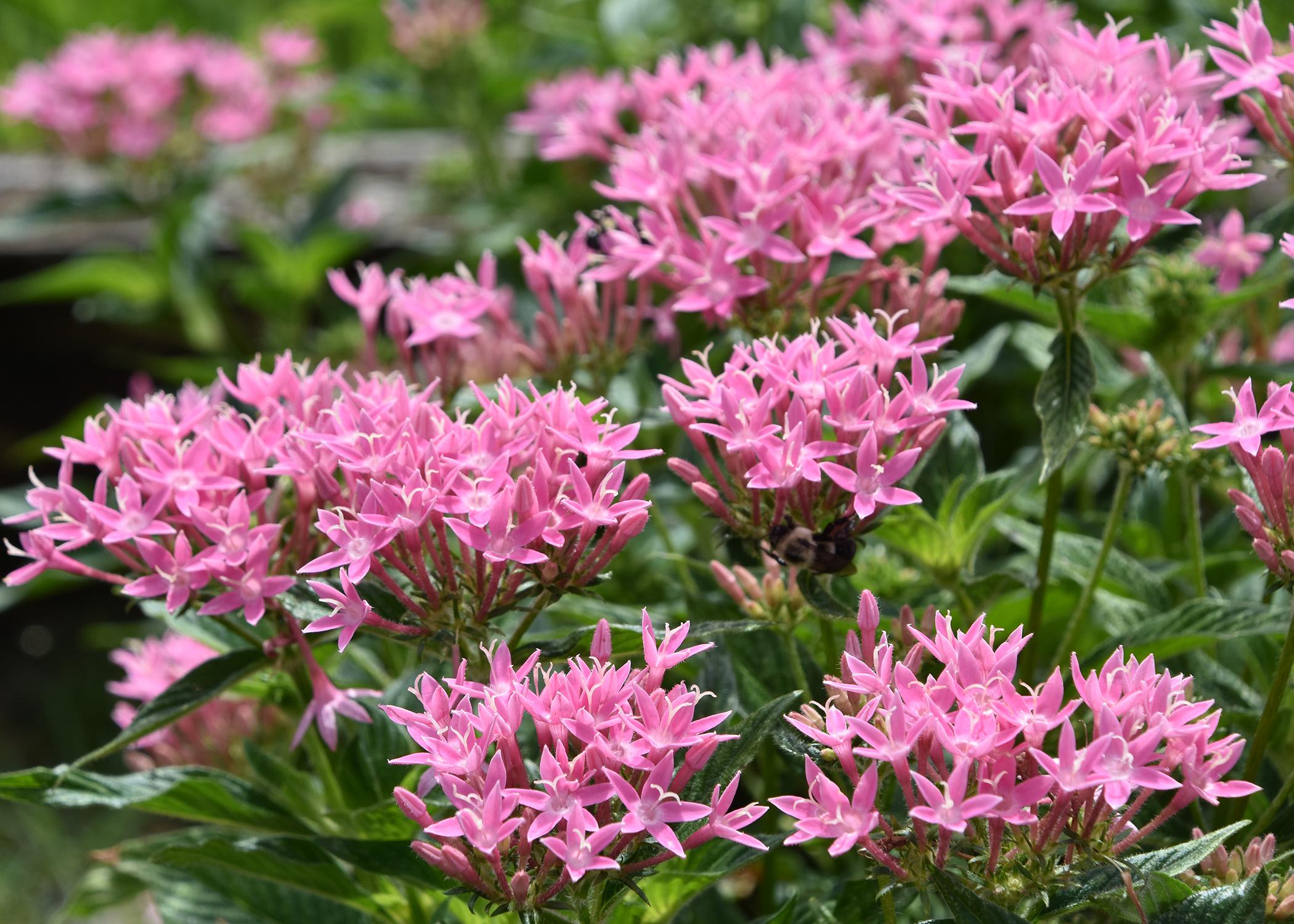 Dozens of pink flowers in clusters rise above green foliage.