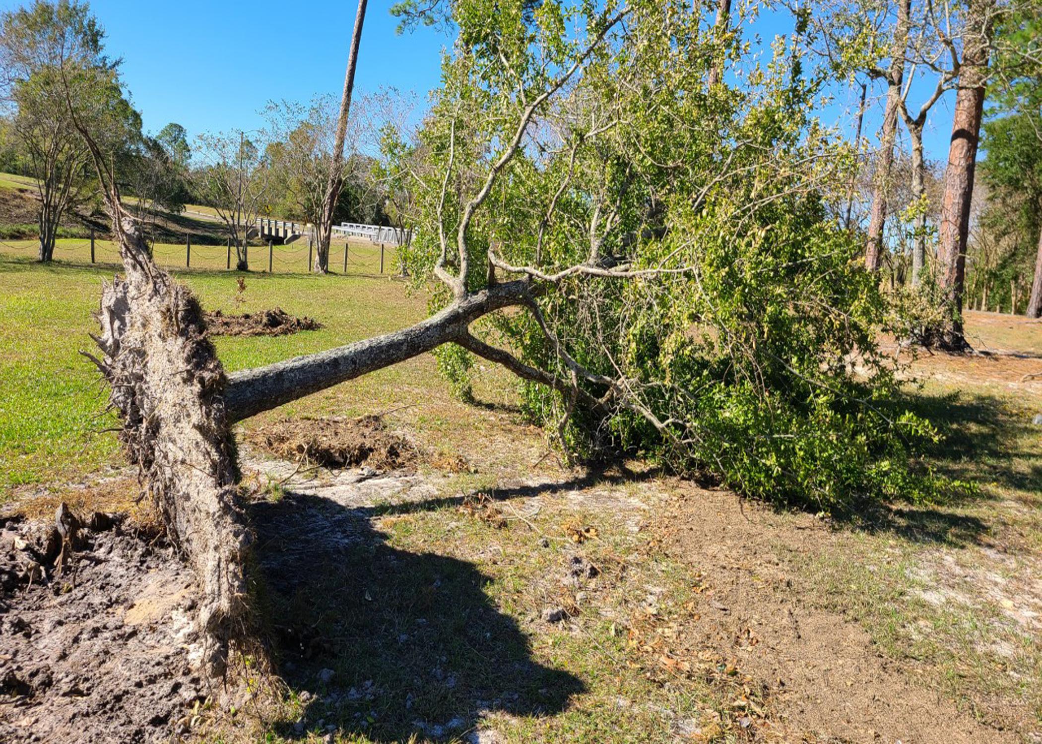  A tree lays on the ground with its entire root system exposed.