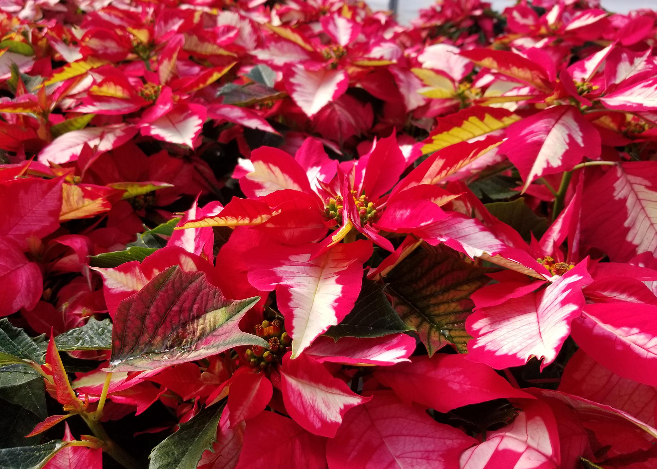 Red poinsettia leaves sport white centers.