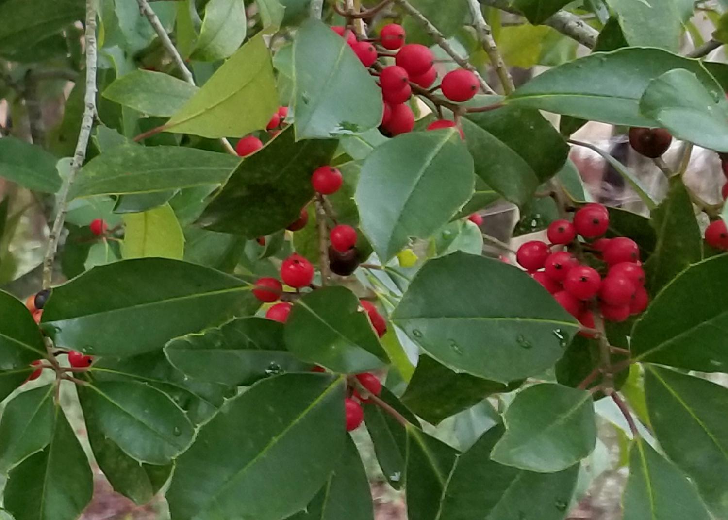 A branch has green leaves and clusters of red berries along its length.