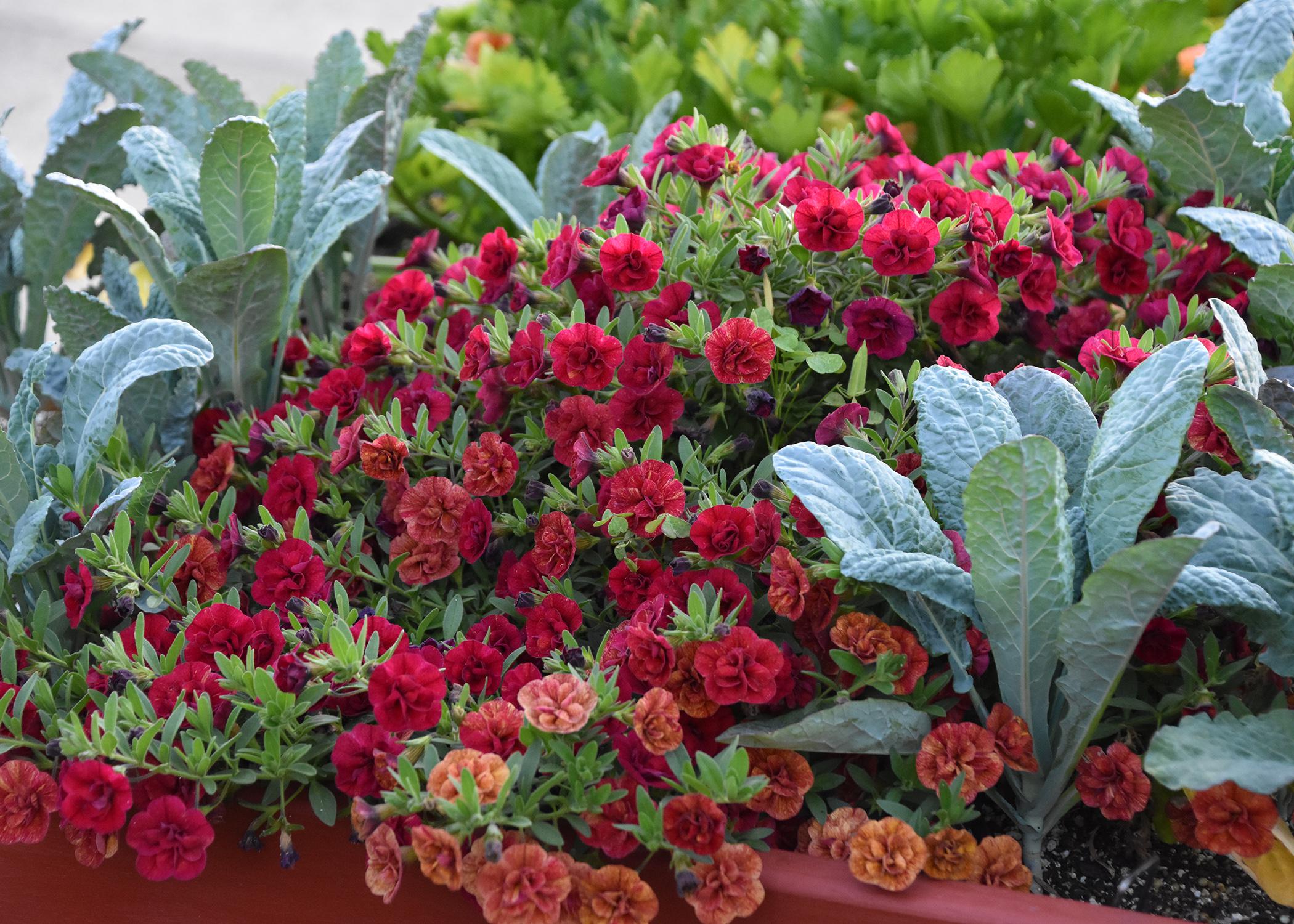 Upright, green leaves rise above mounding red flowers.