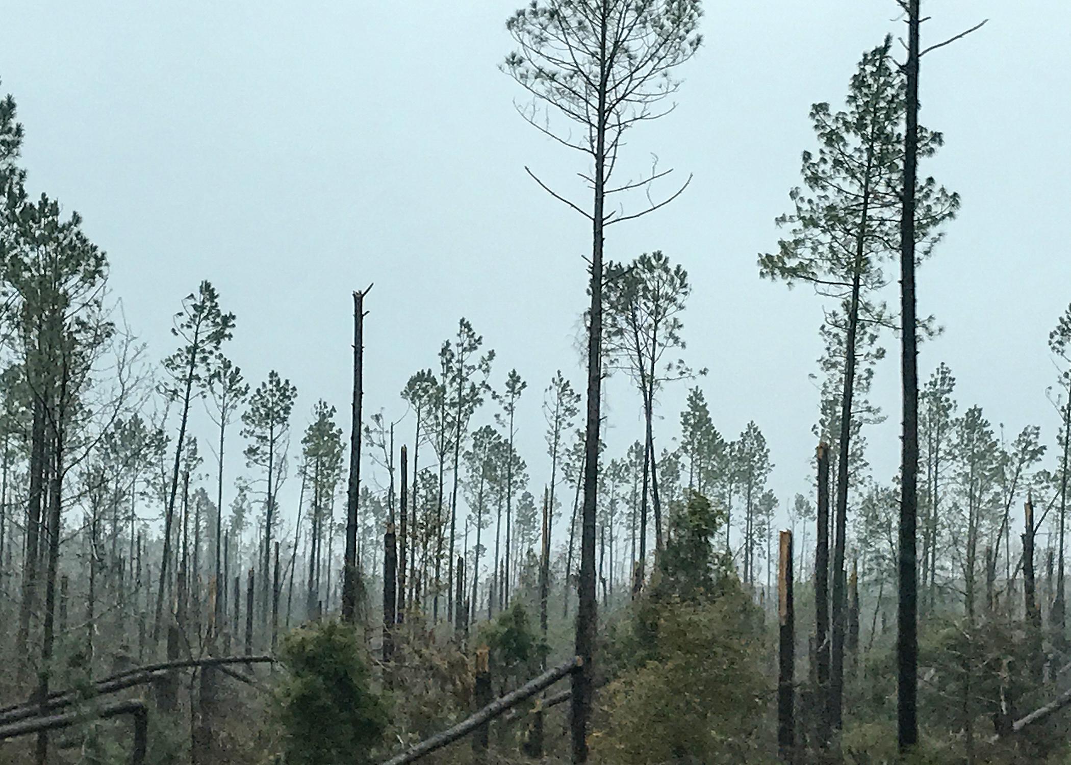 A few trees remain standing among an area with snapped off pines.