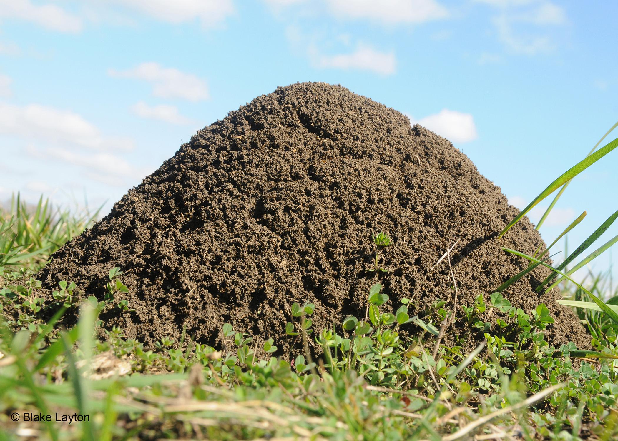 A closeup of a fire ant mound.