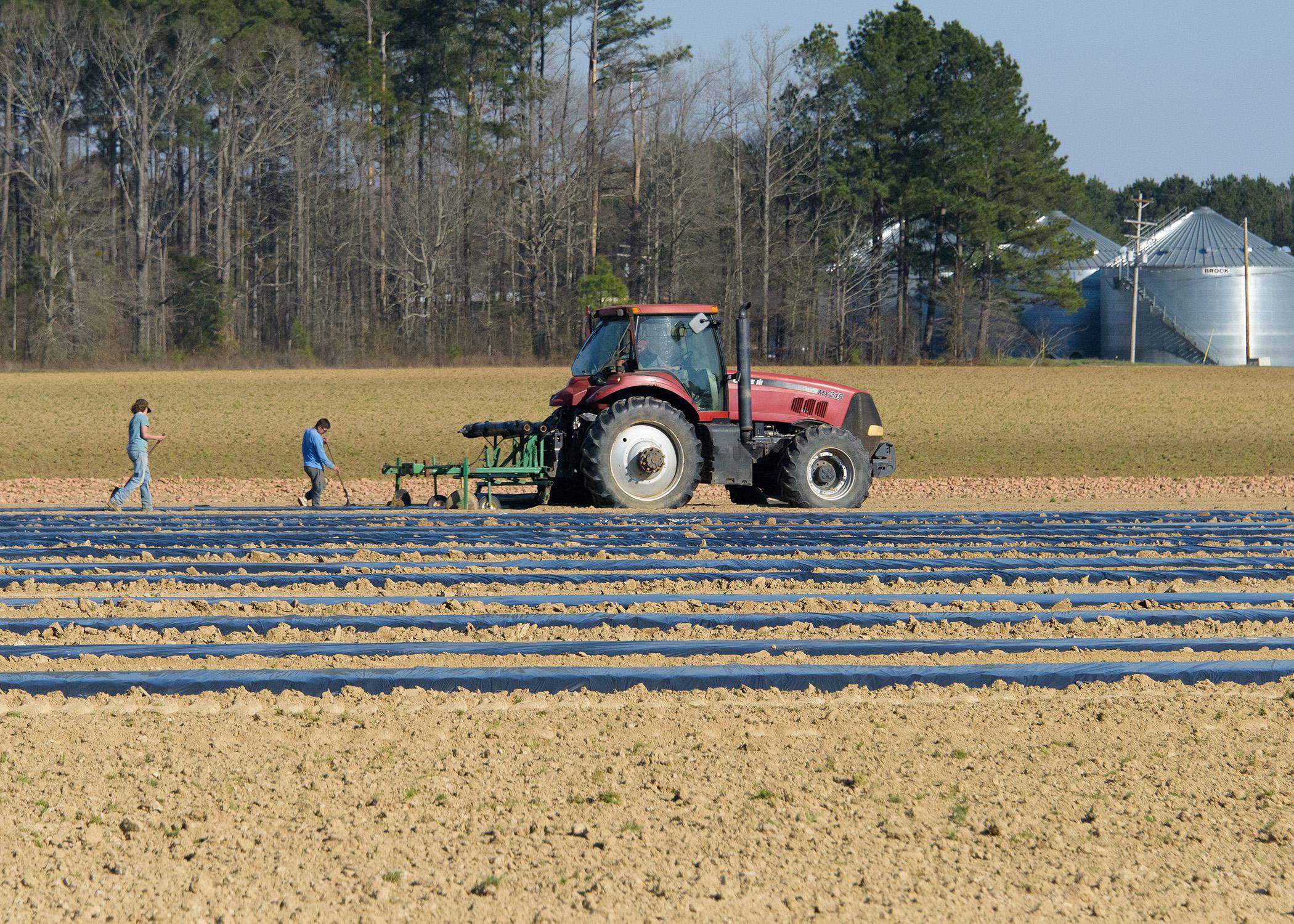 Two workers walk behind a red tractor in a field.