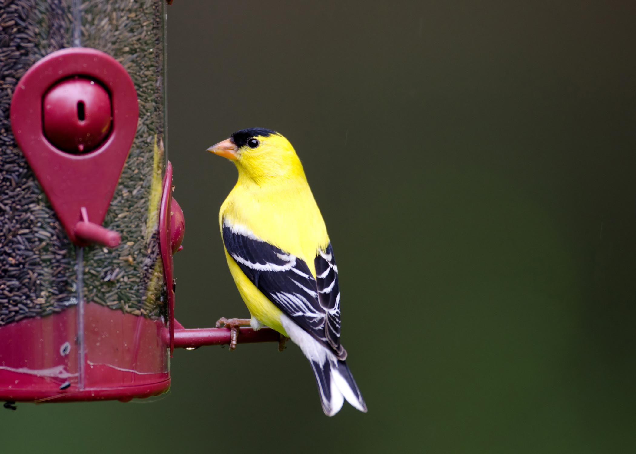 An American goldfinch sits on a bird feeder.