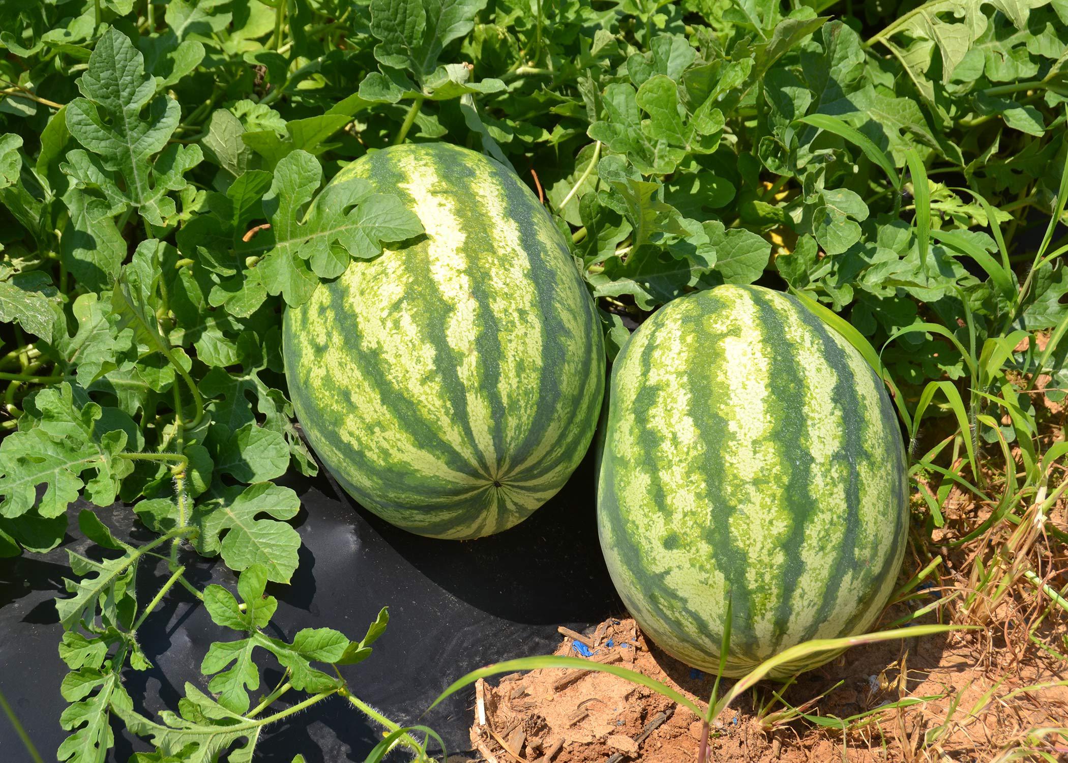 Two watermelons on the vine.
