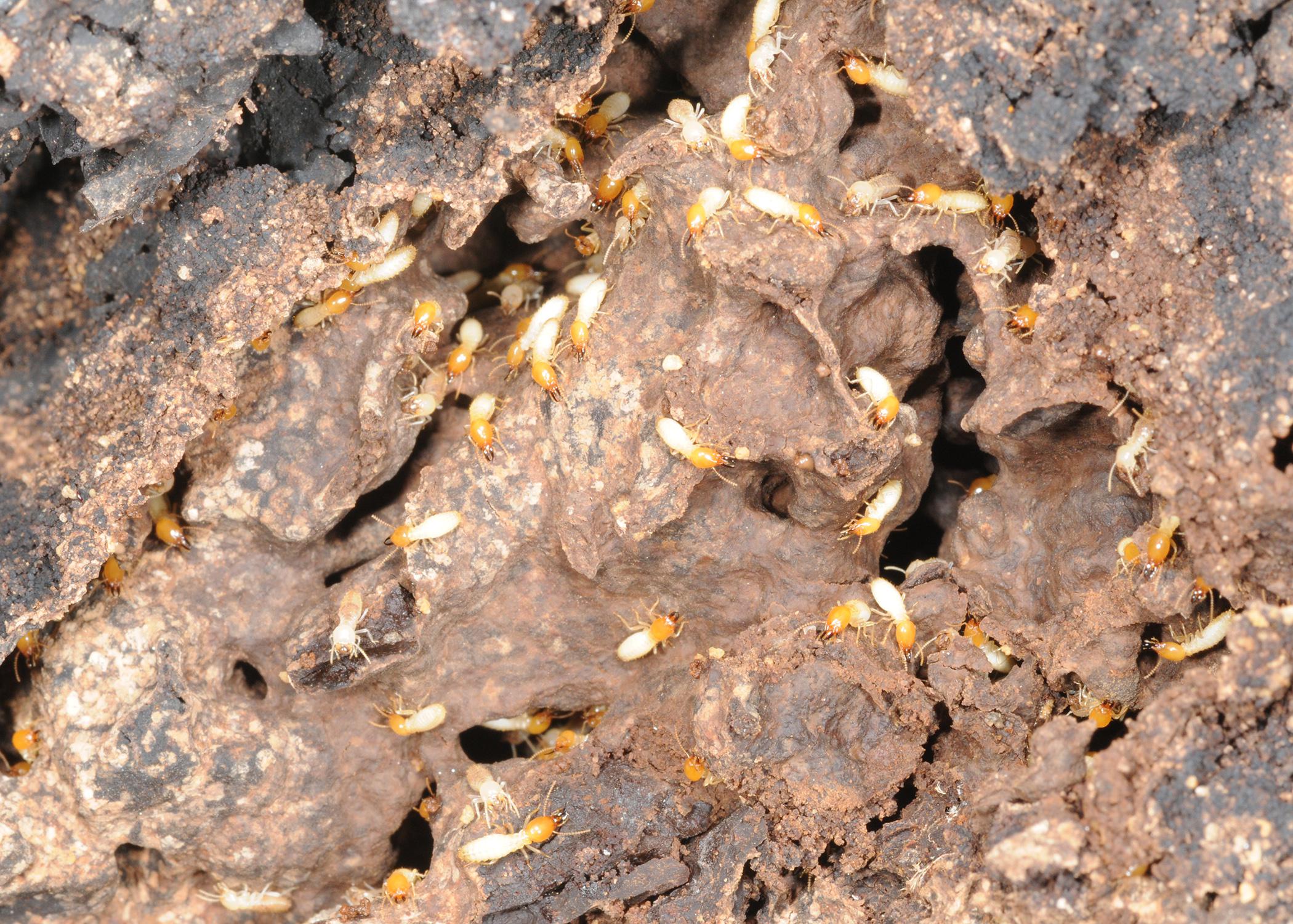 Numerous tiny, white insects with brown heads dot a surface full of holes and crevices.