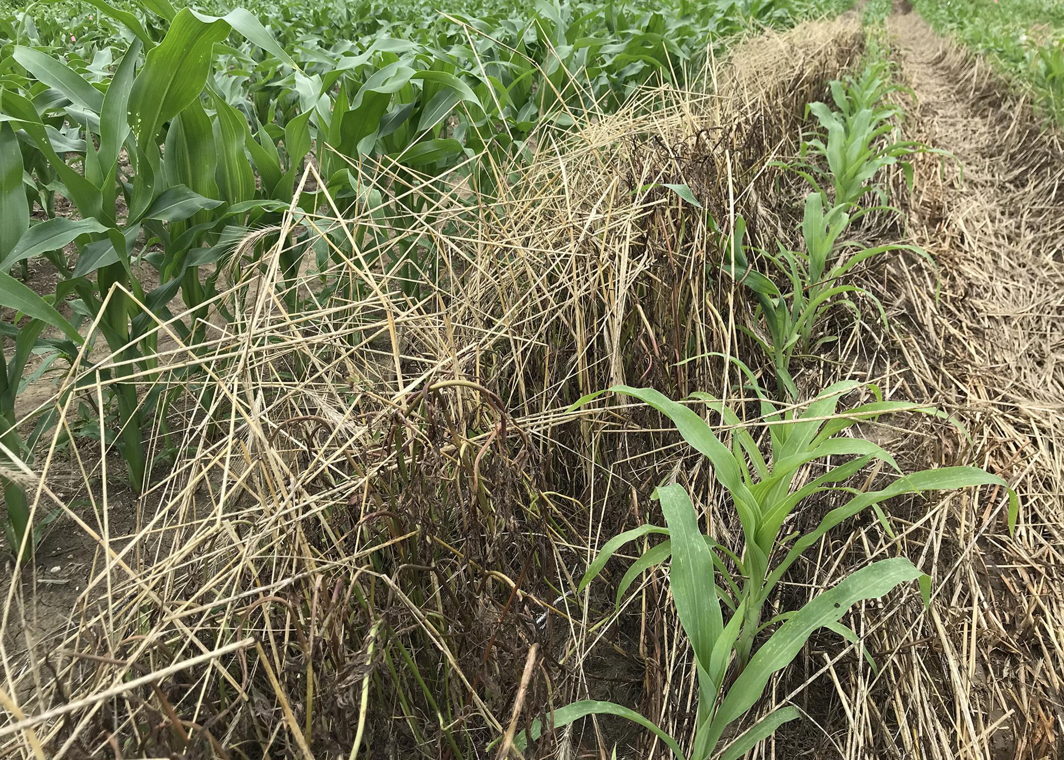 Small corn plants grow in a row among dead grasses.