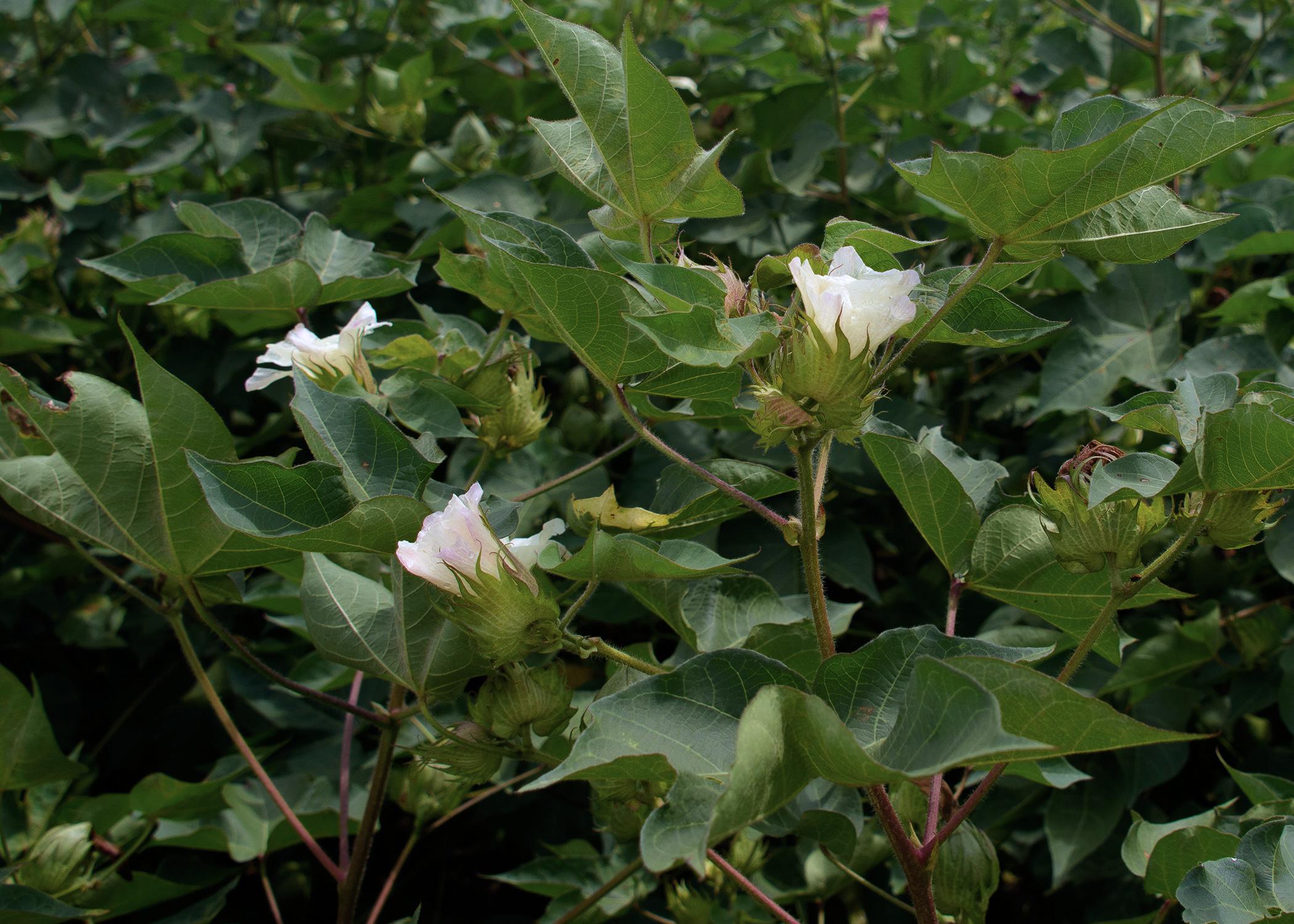 Close-up of a cotton plant.