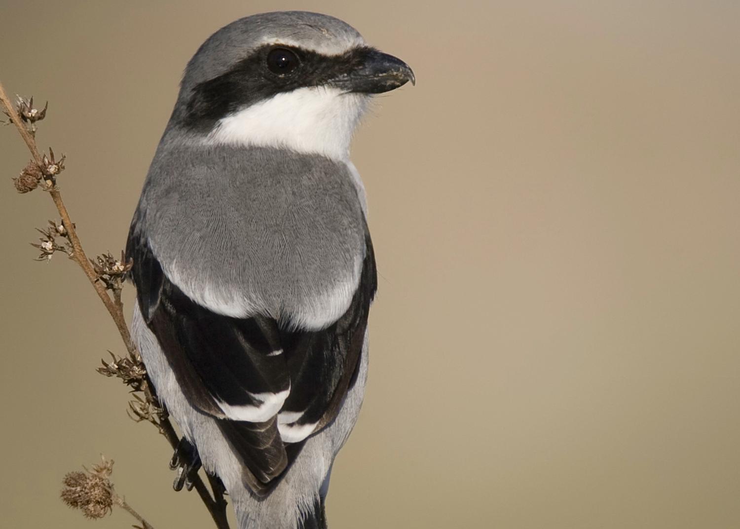 A bird with black and gray feathers perches on a stem.