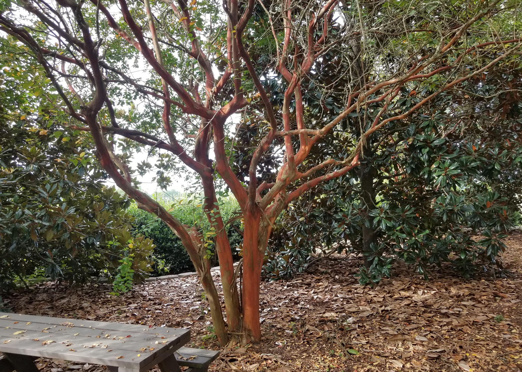 A small tree has numerous, light brown branches.