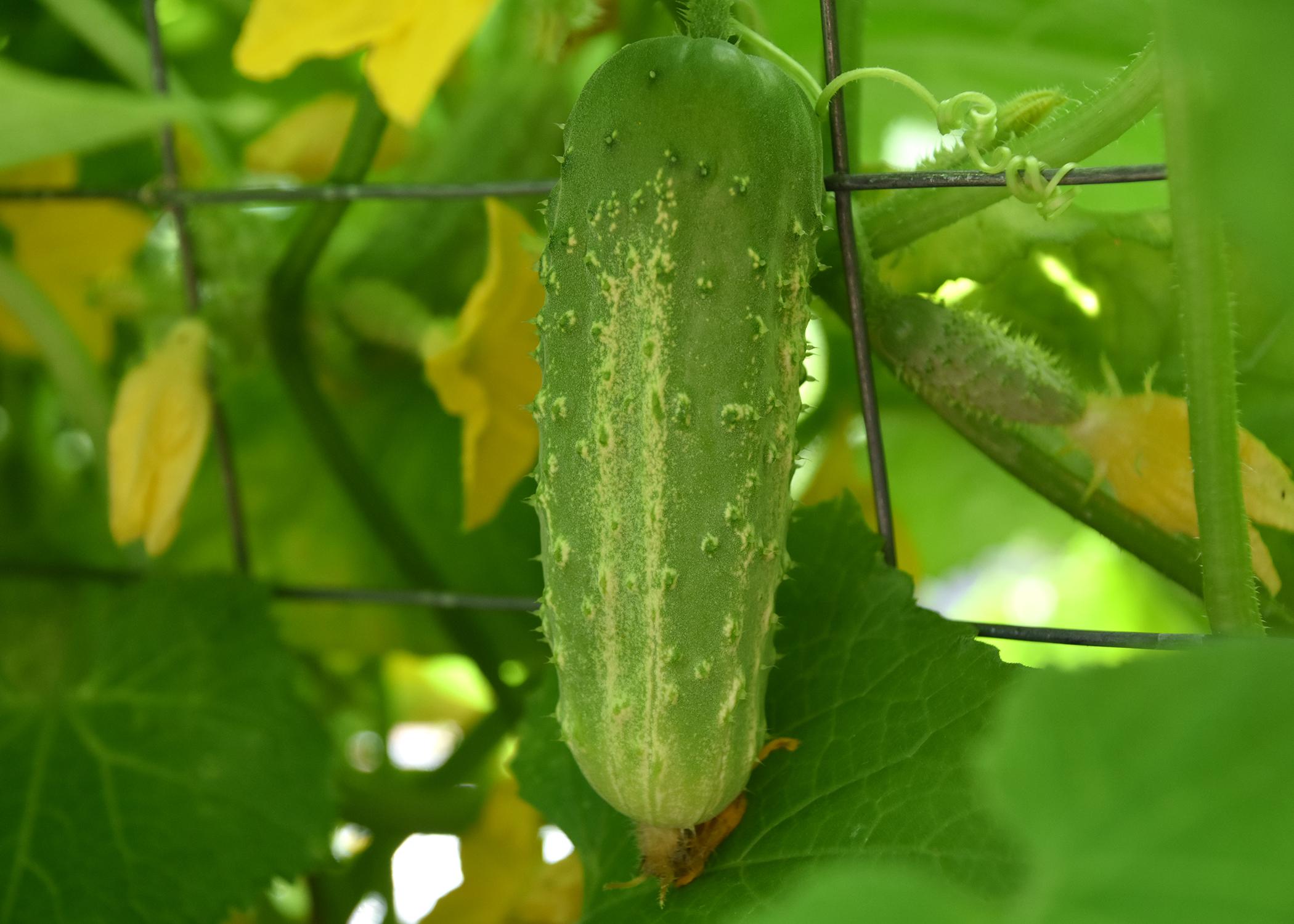 A single, green cucumber hangs on a vine.