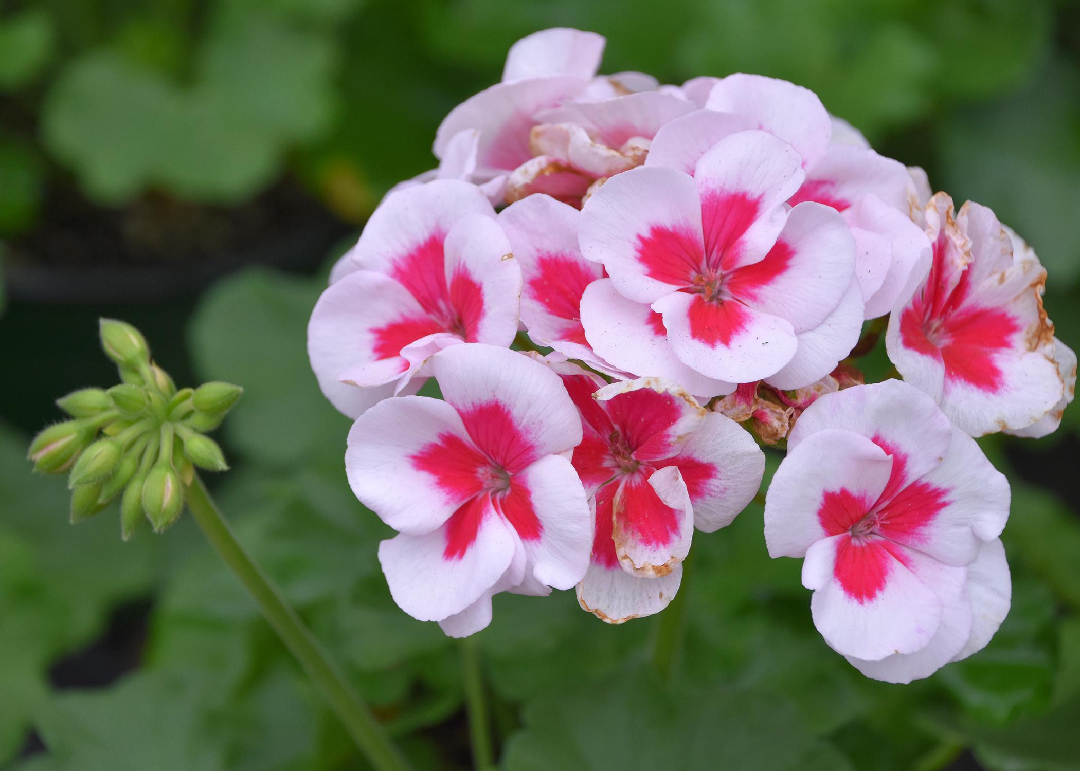 A cluster of small, white flowers with red centers.