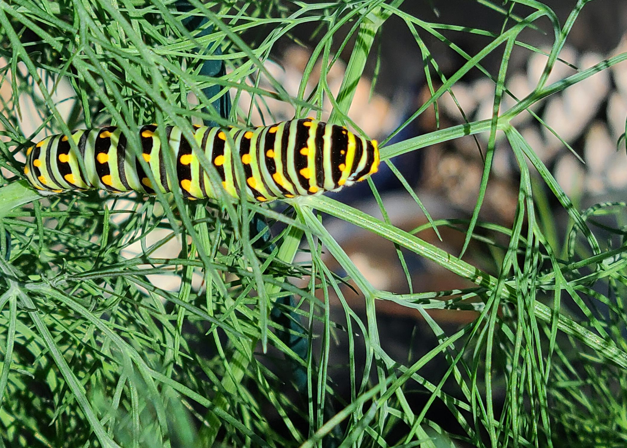 A large, striped butterfly rests on a green plant.