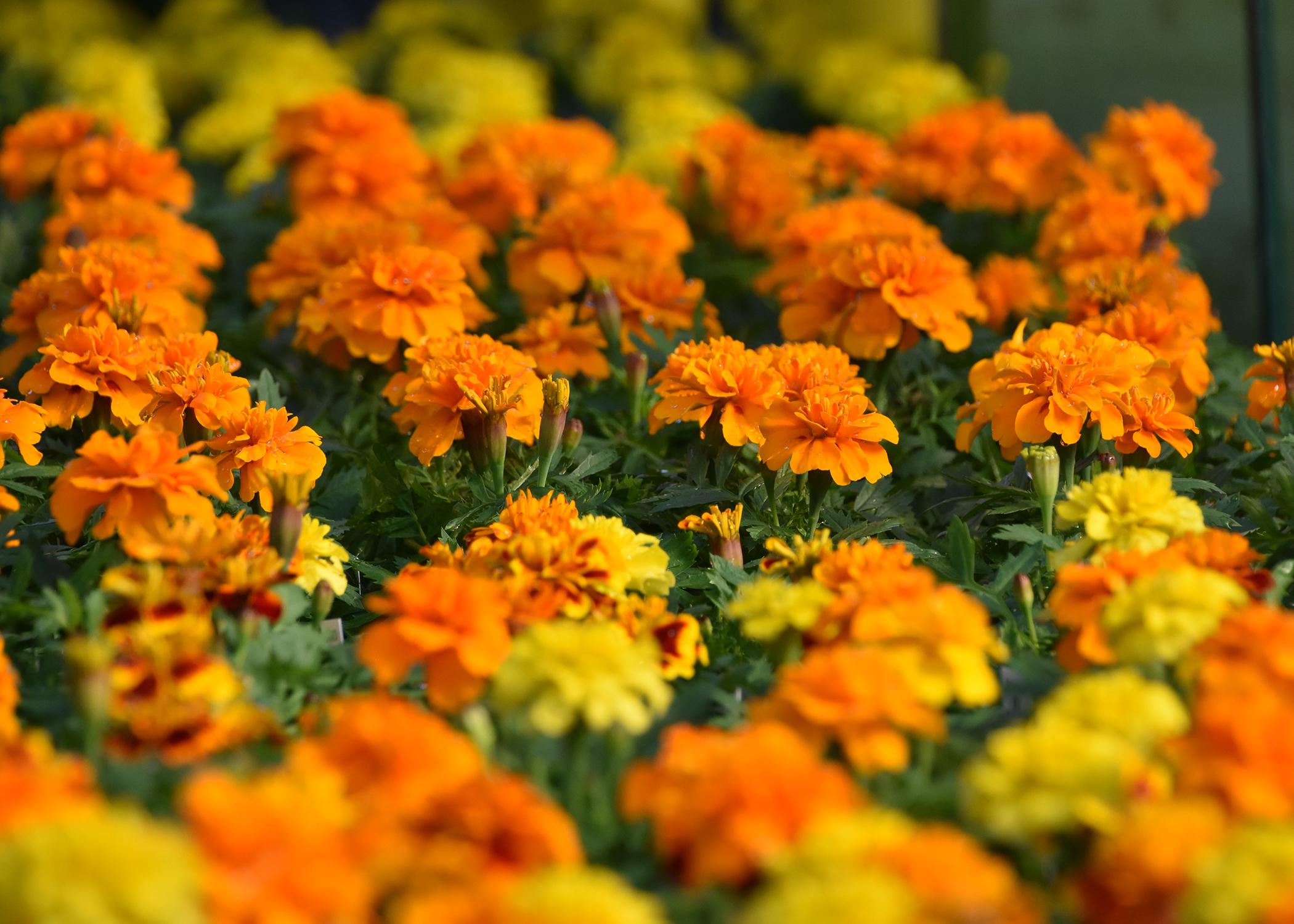 Dozens of yellow and orange blooms form a solid blanket.