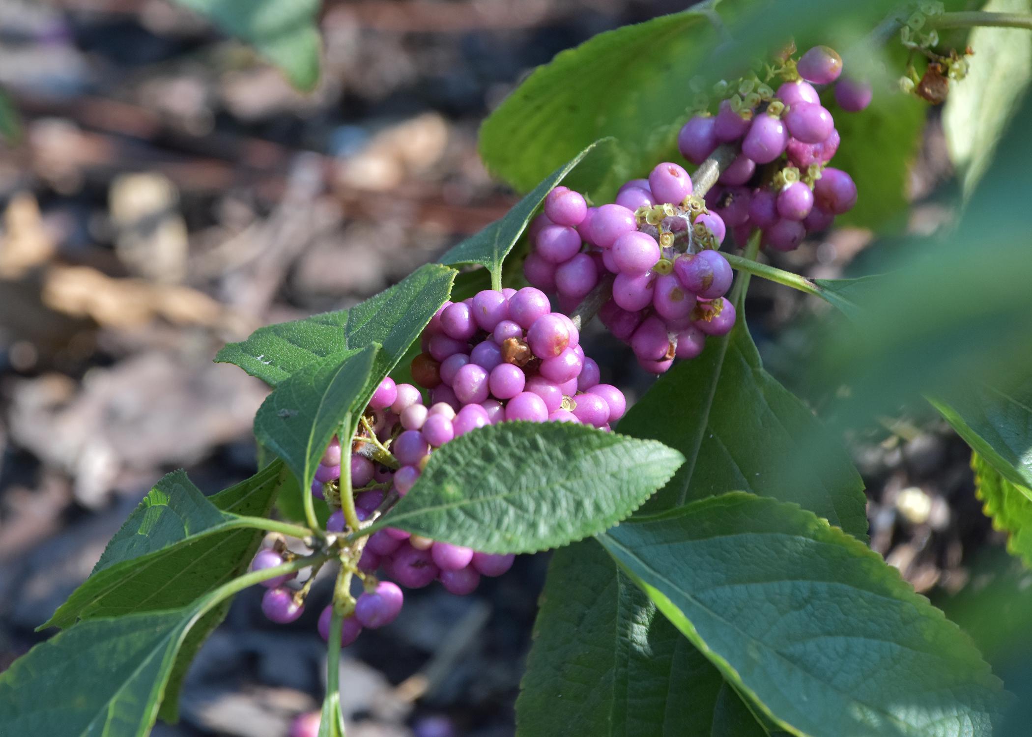 Clumps of purple berries line a green branch.