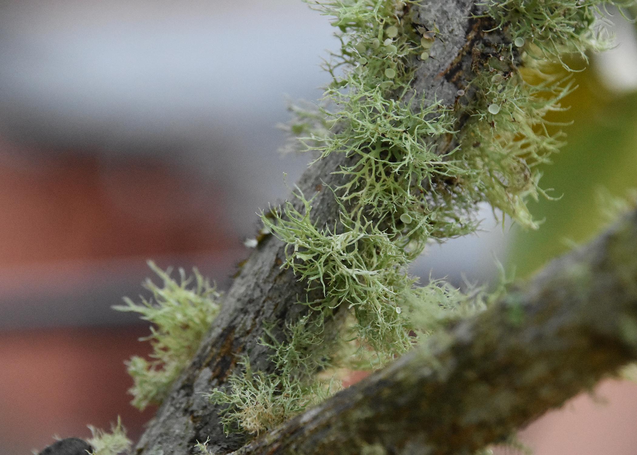 Fuzzy green patches grow on a branch.
