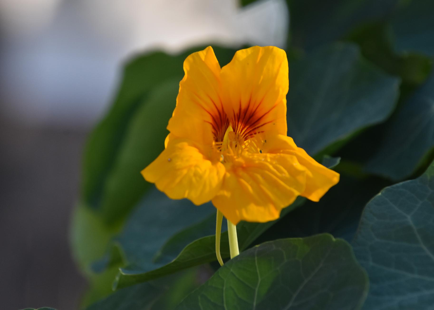 A yellow bloom.