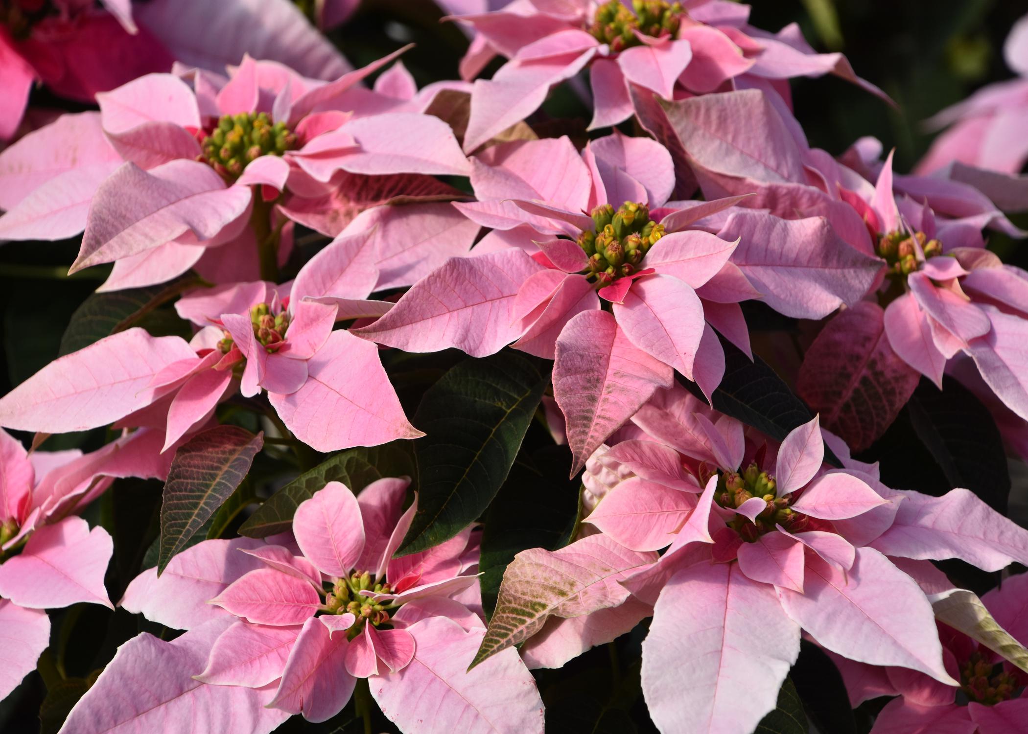 Pink poinsettias.