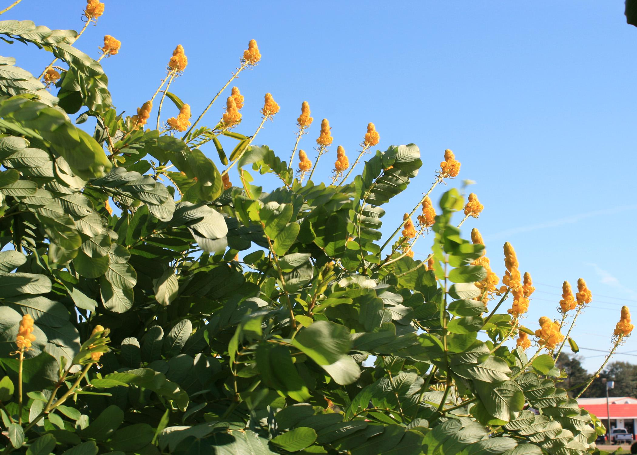 Individual yellow blooms stand upright from green foliage.