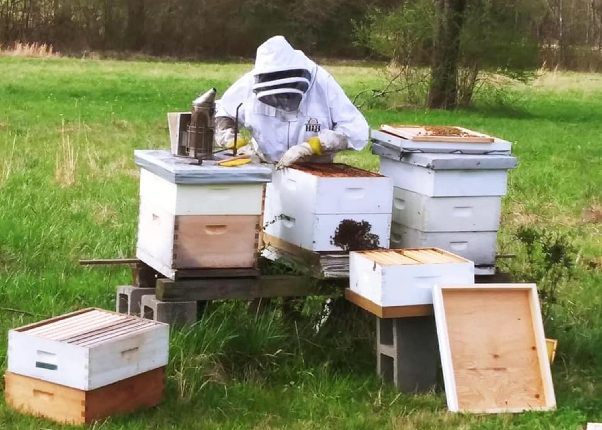 A person works a beehive.