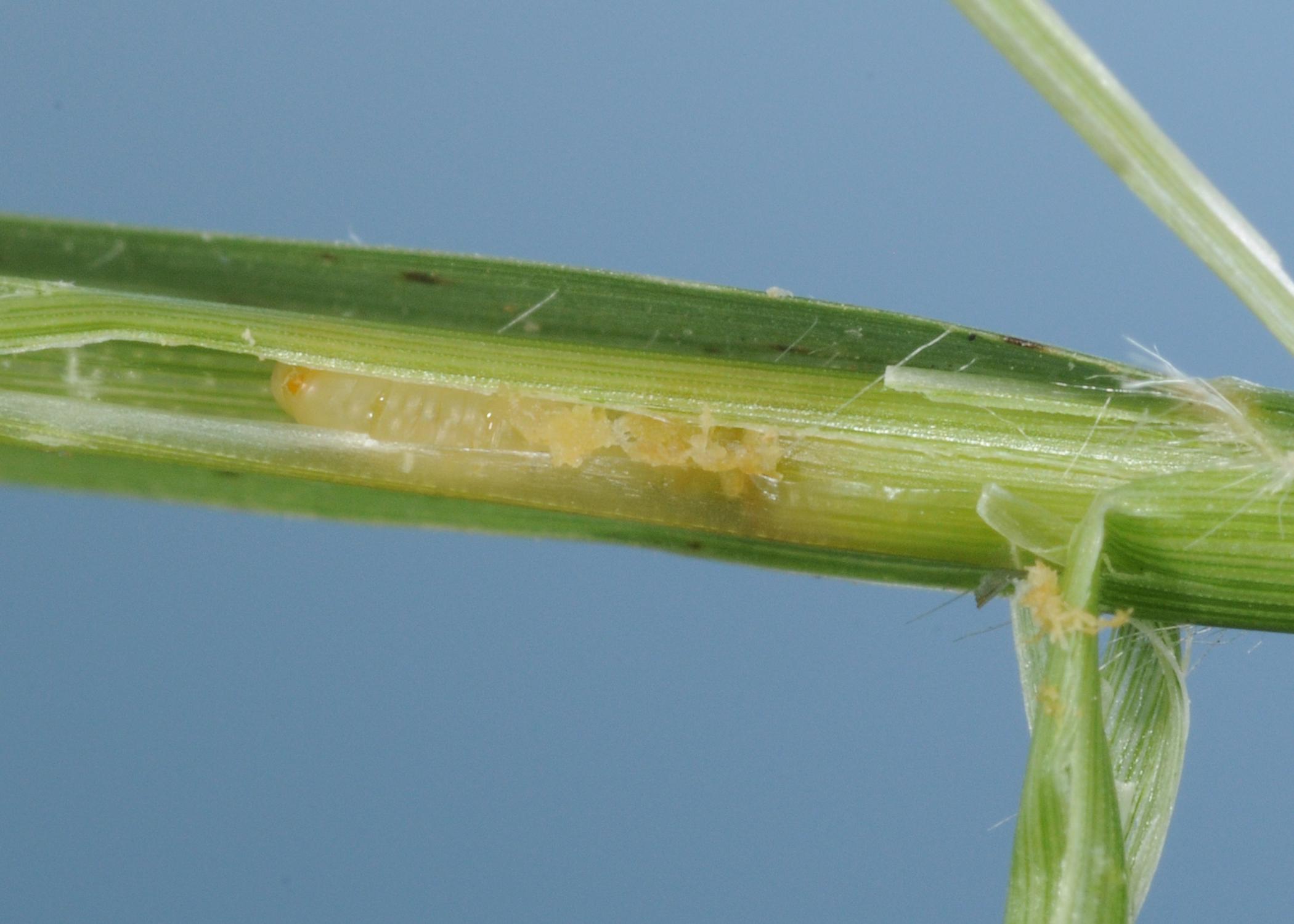 A white larva can be seen inside a peeled back grass stem.