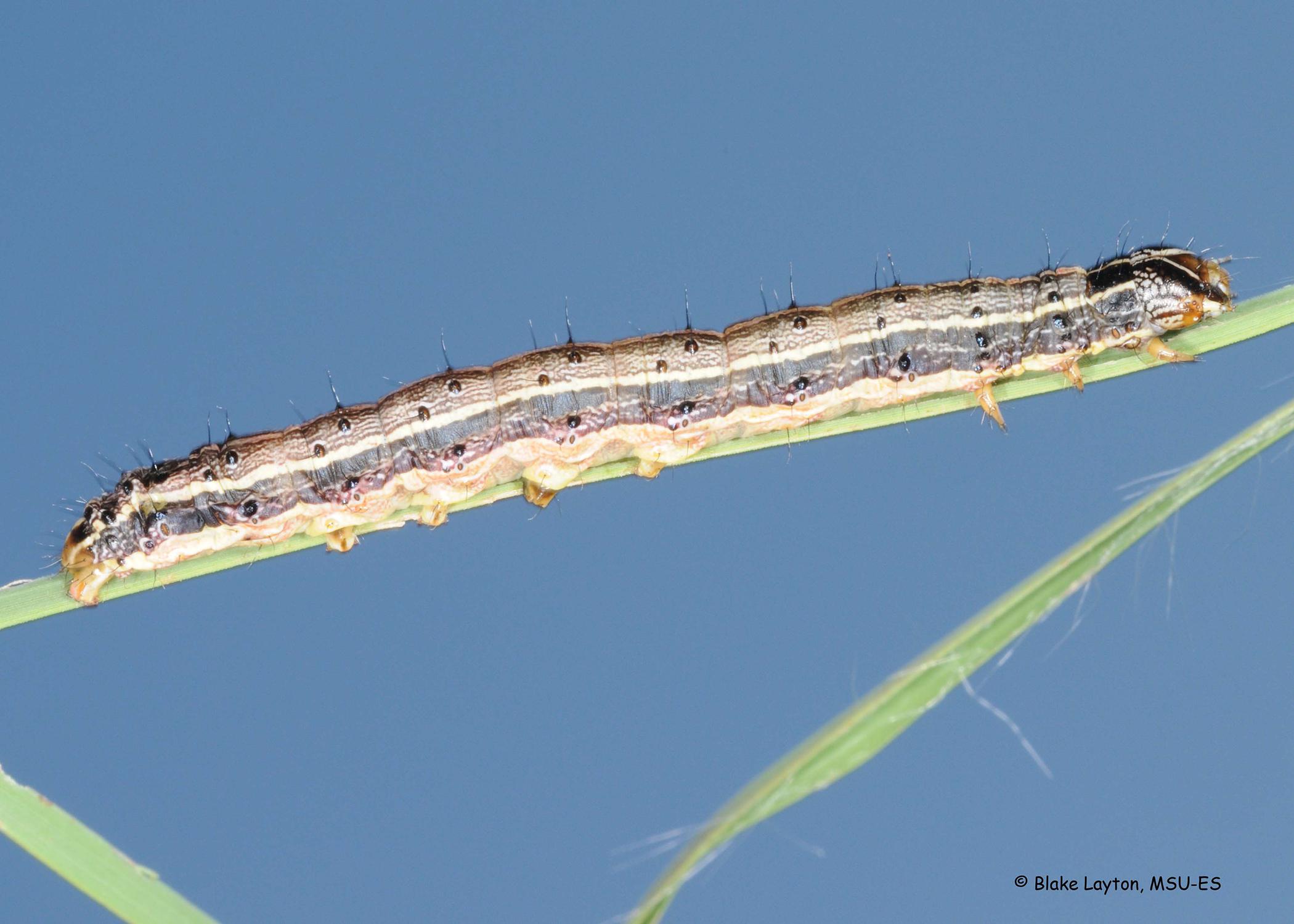 A brown caterpillar rests on a blade of grass.