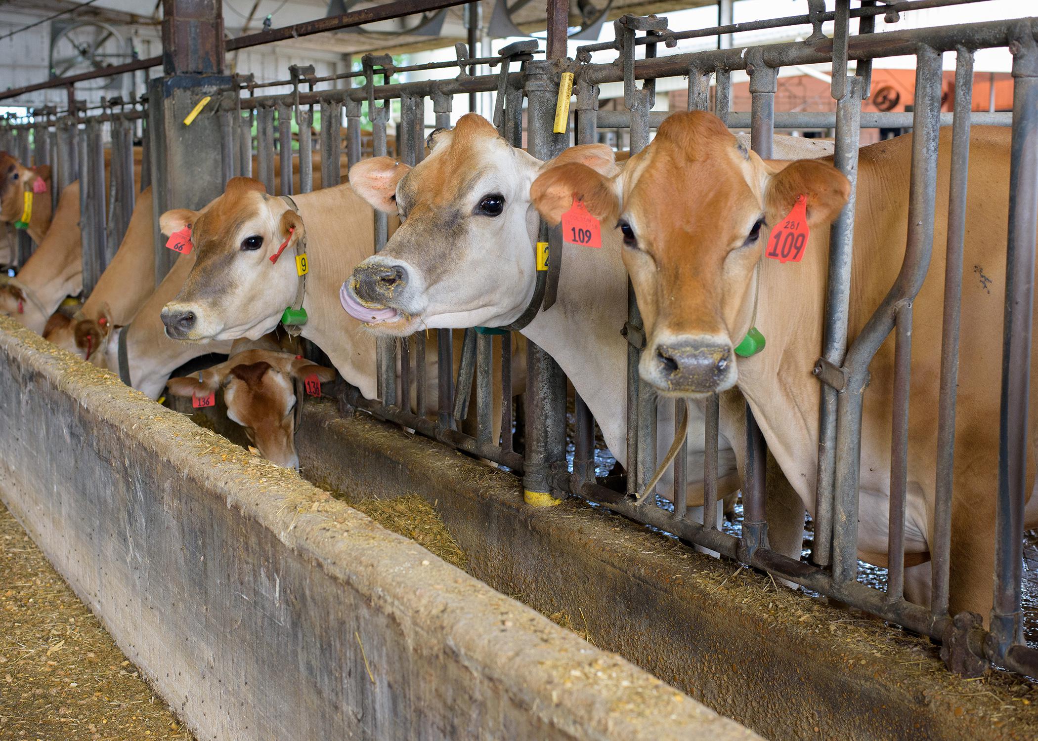  Brown cows are lined up in stalls.