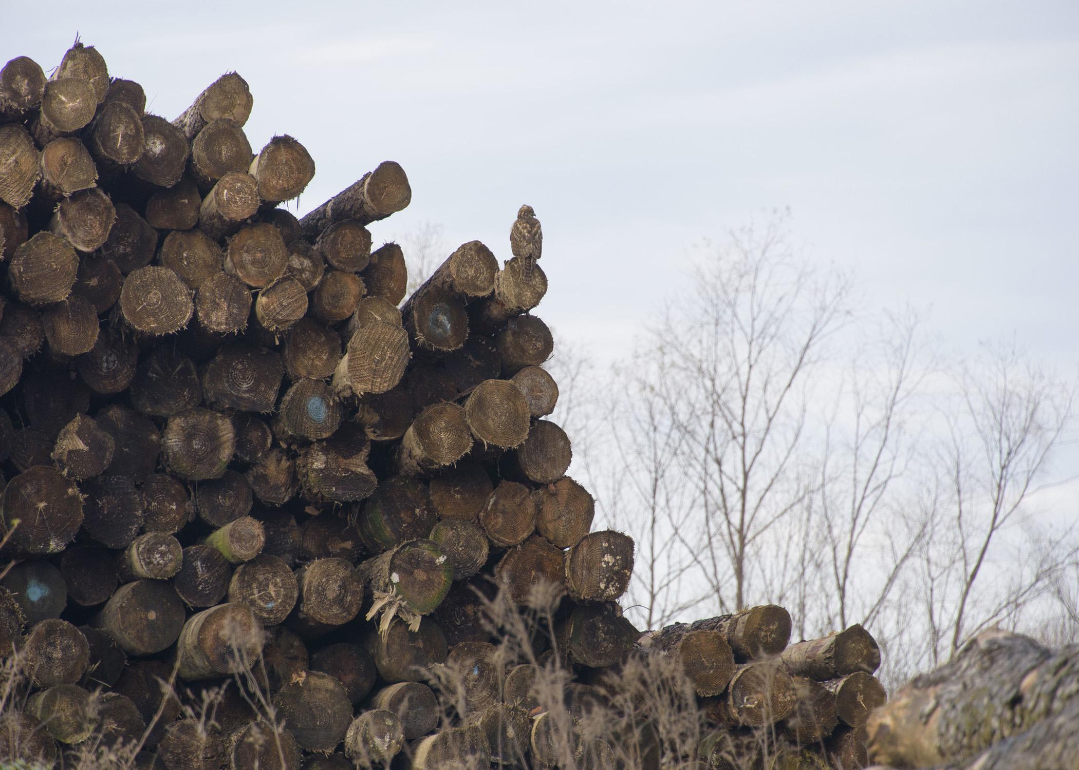 A stack of logs.