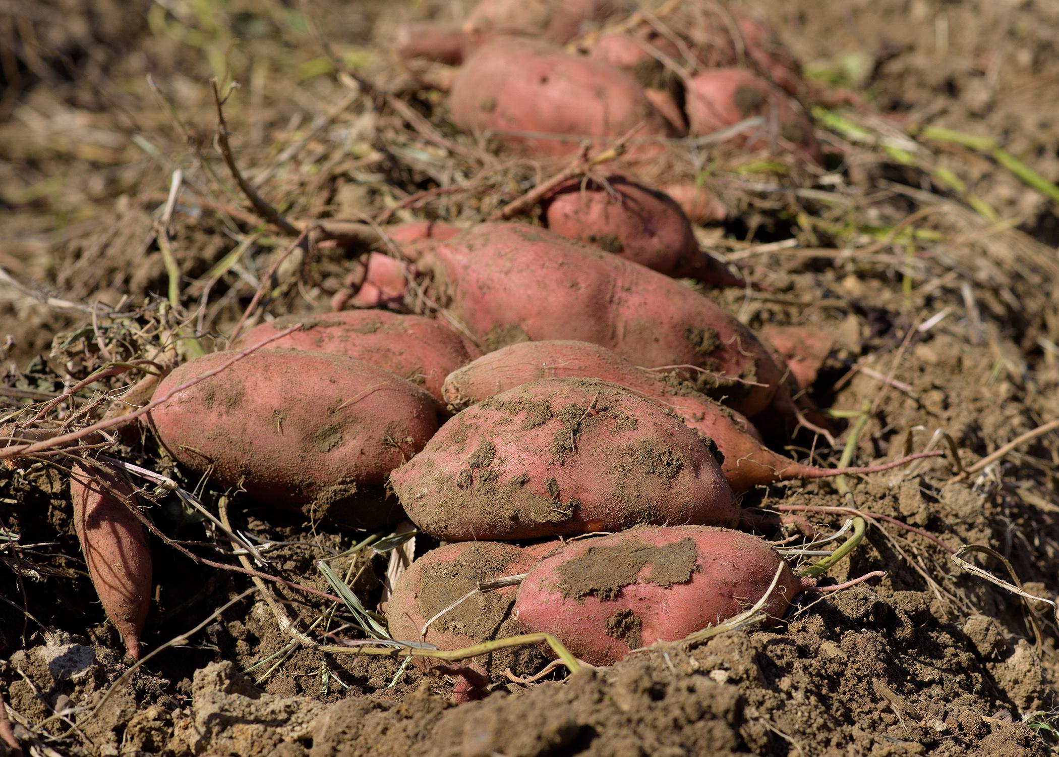 A close-up photo of a pile of sweet potatoes.