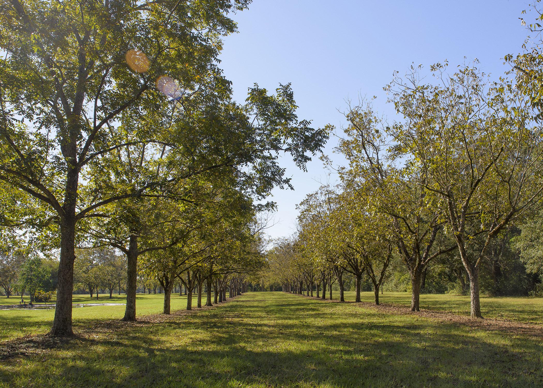 Two rows of trees extend into the distance.