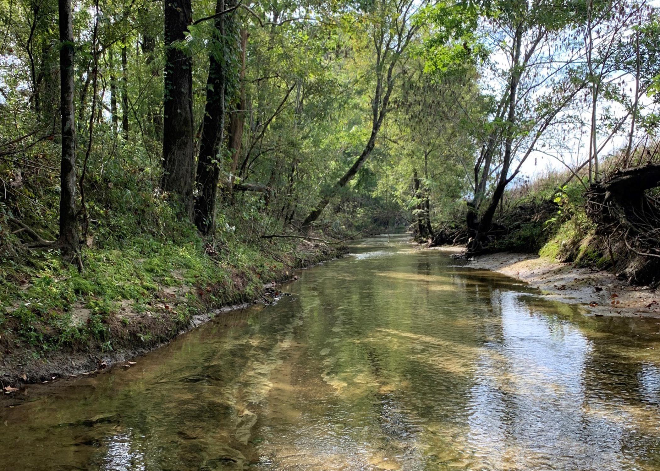 Creek with trees on the left providing shade and a steep bank on the right.