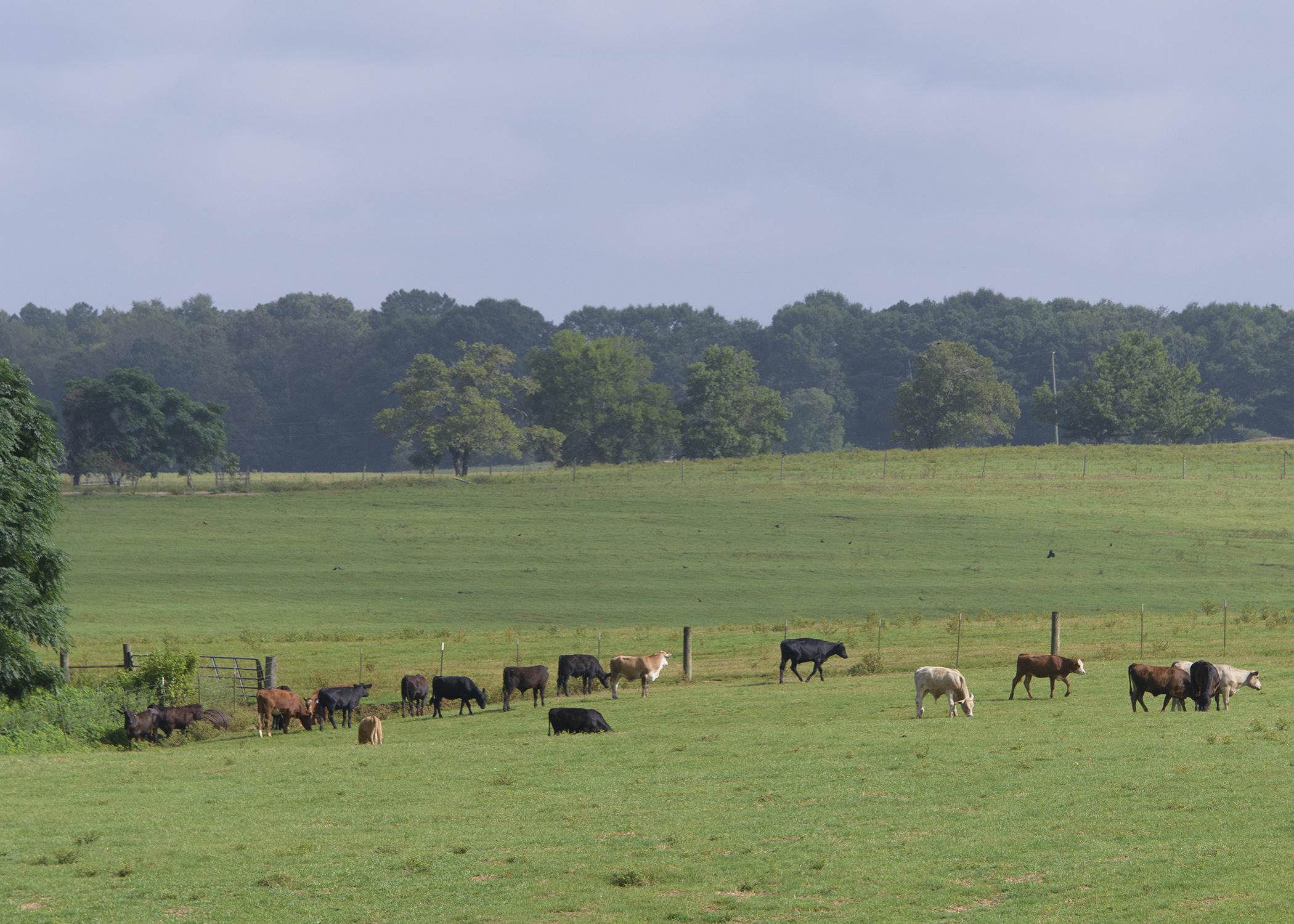Cows graze in a field.
