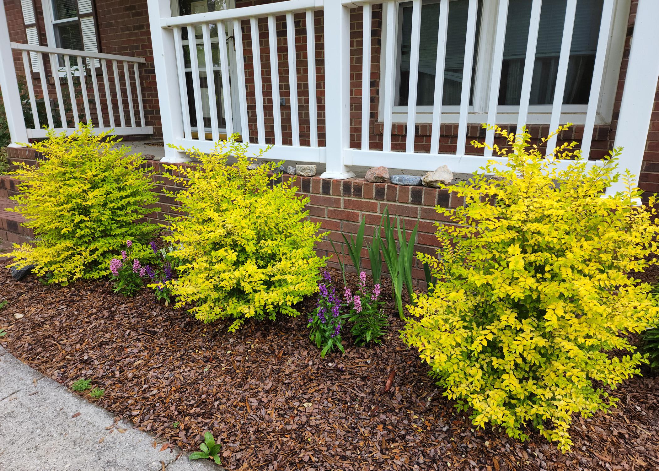 Three yellow shrubs grow in front of white railing.