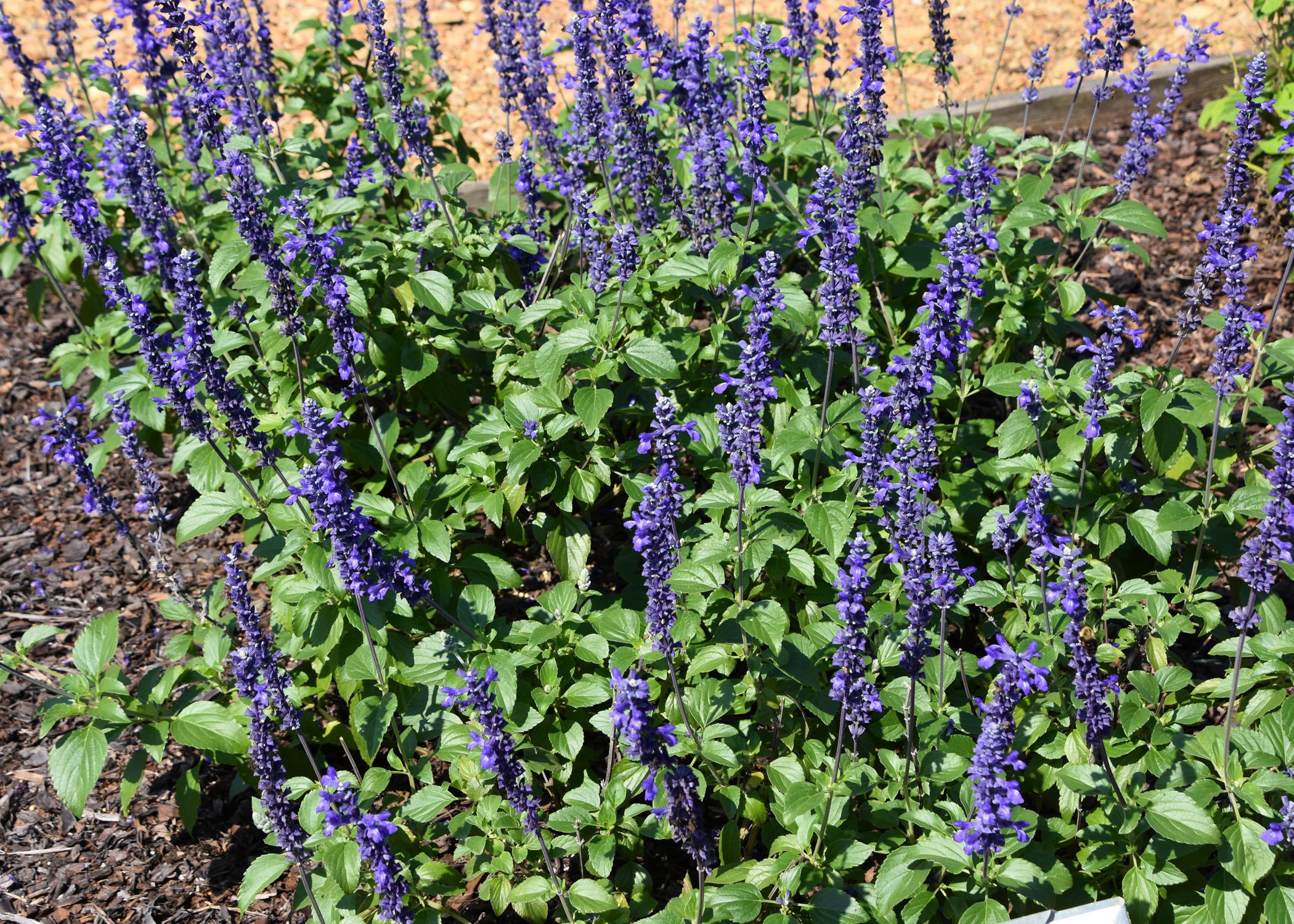Spikes of purple flowers extend from green foliage.