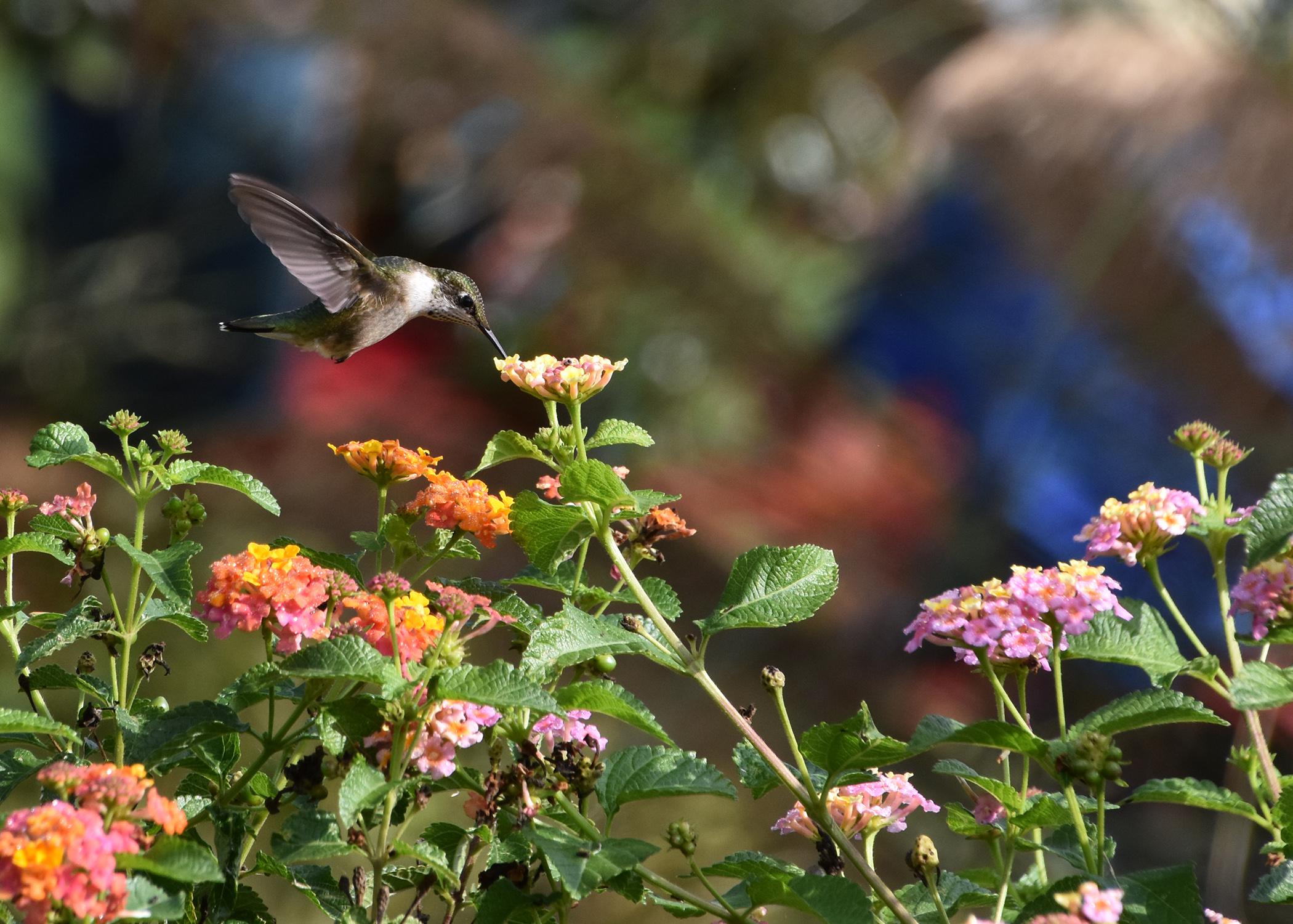 A single hummingbird drinks from a flower.
