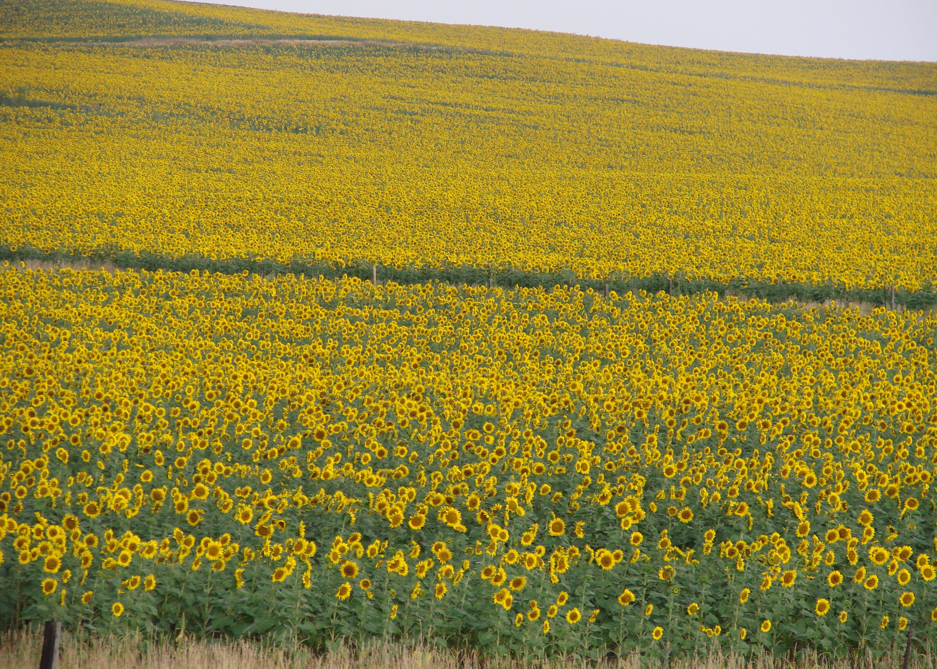 A field is covered with blooming sunflowers.
