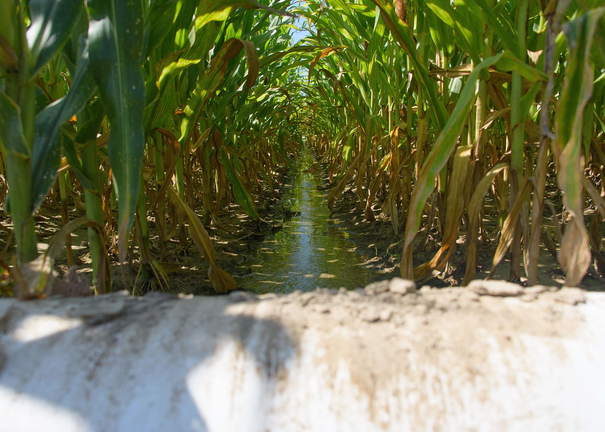 Water stands between corn rows.