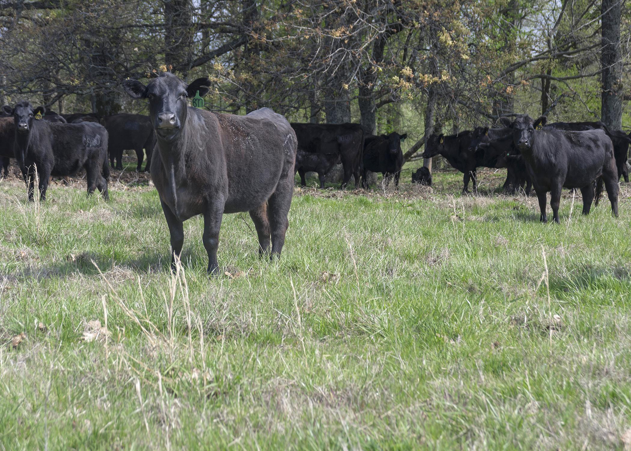 Black cows stand in a herd in a green pasture near trees.