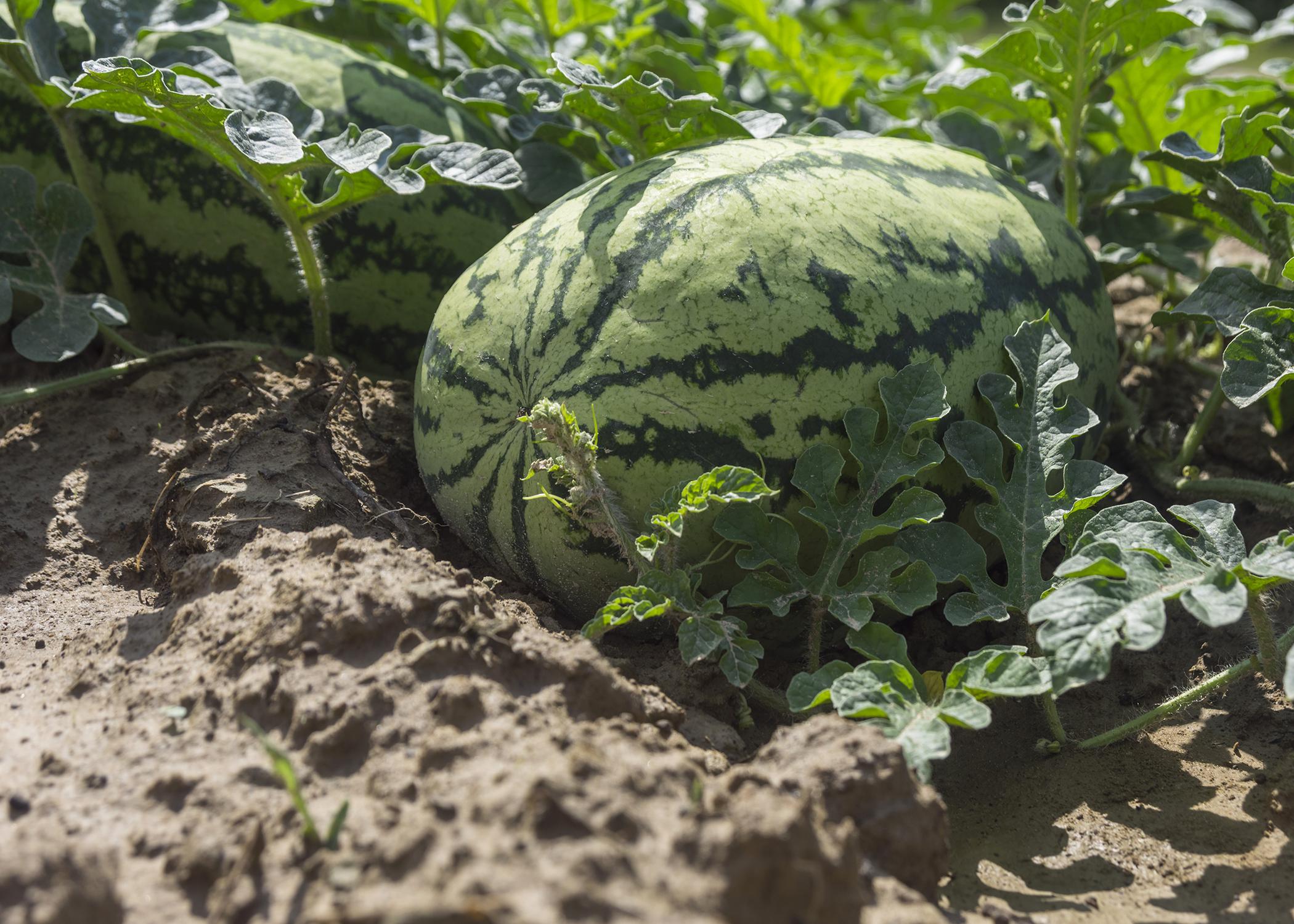A watermelon sits in a field.