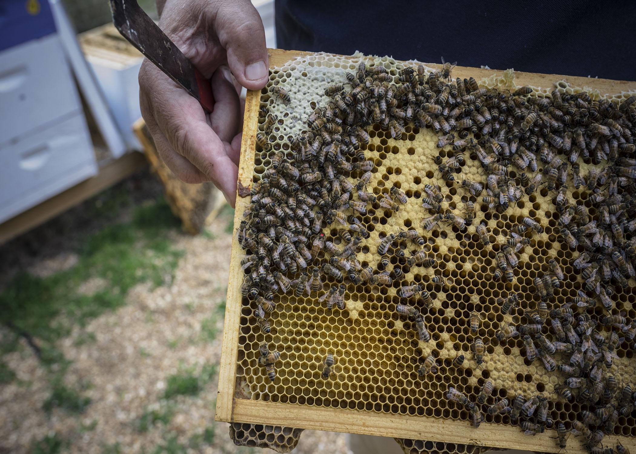 A hand holds a bee hive frame with bees on it