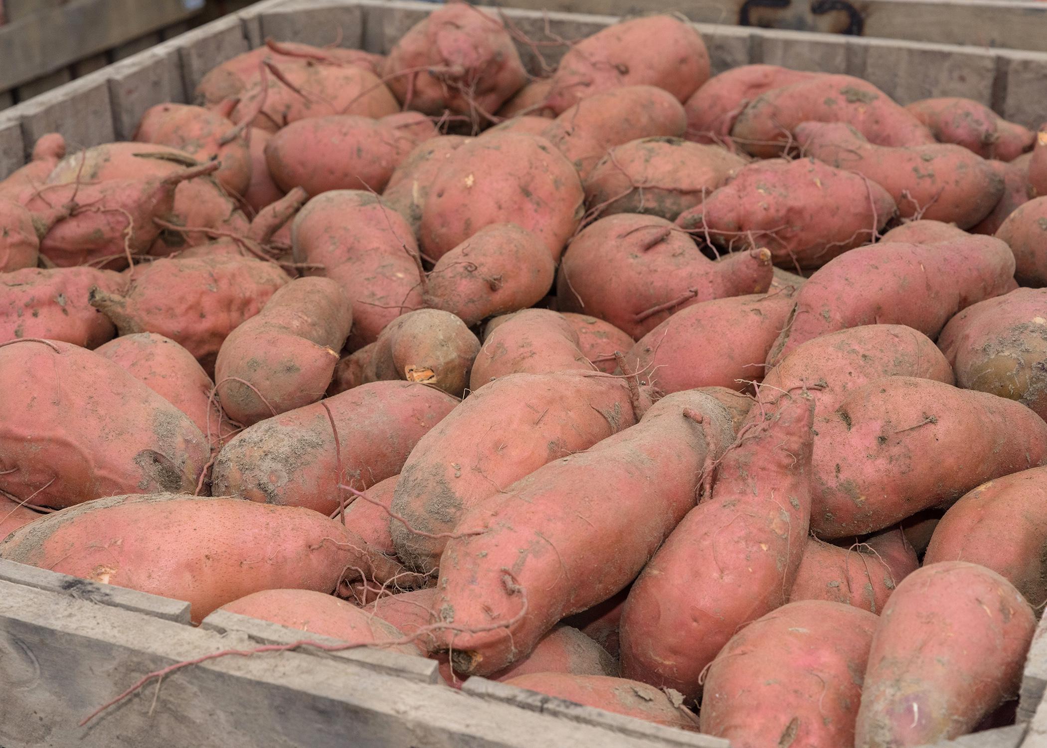 A large volume of sweet potatoes in a container.